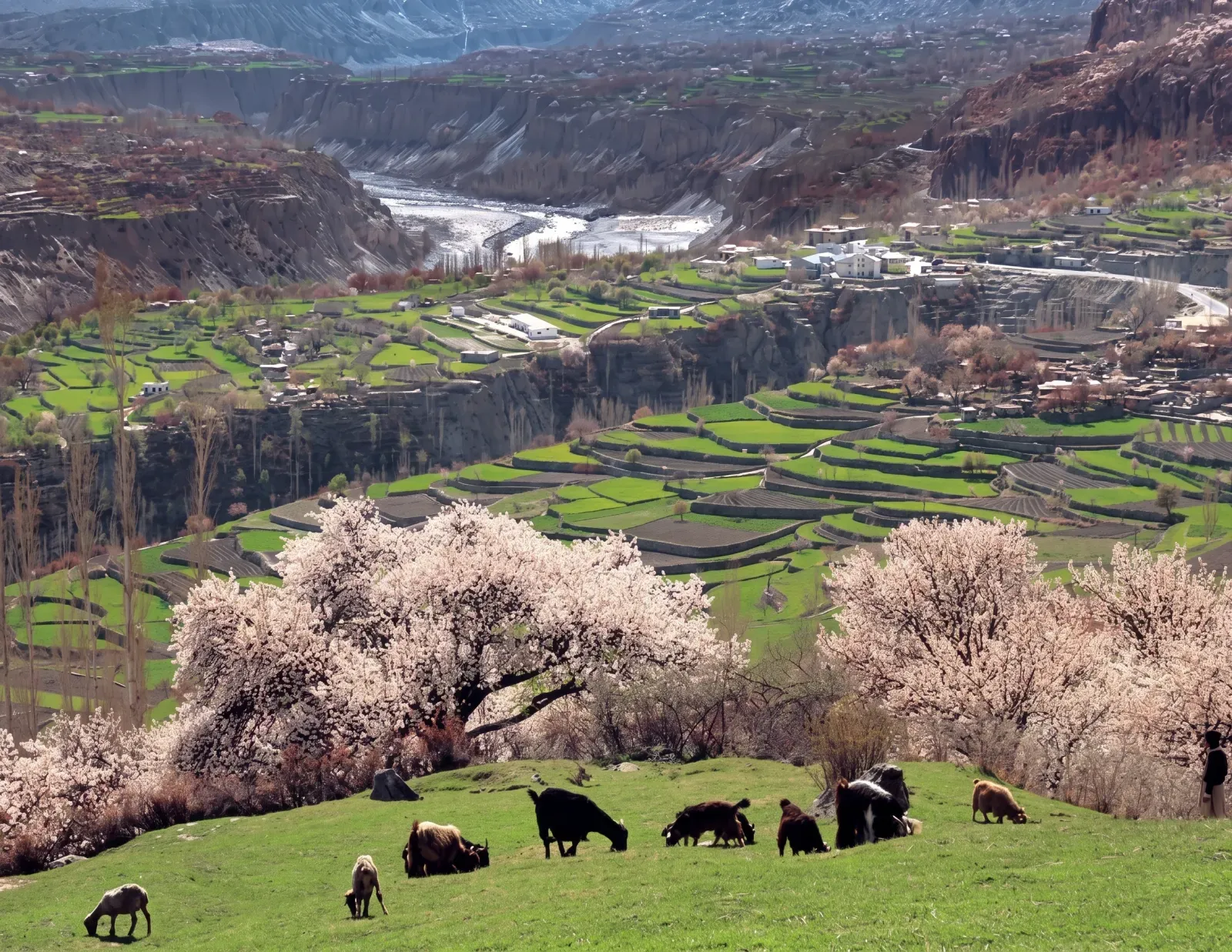 Hunza Spring Blossom Tour