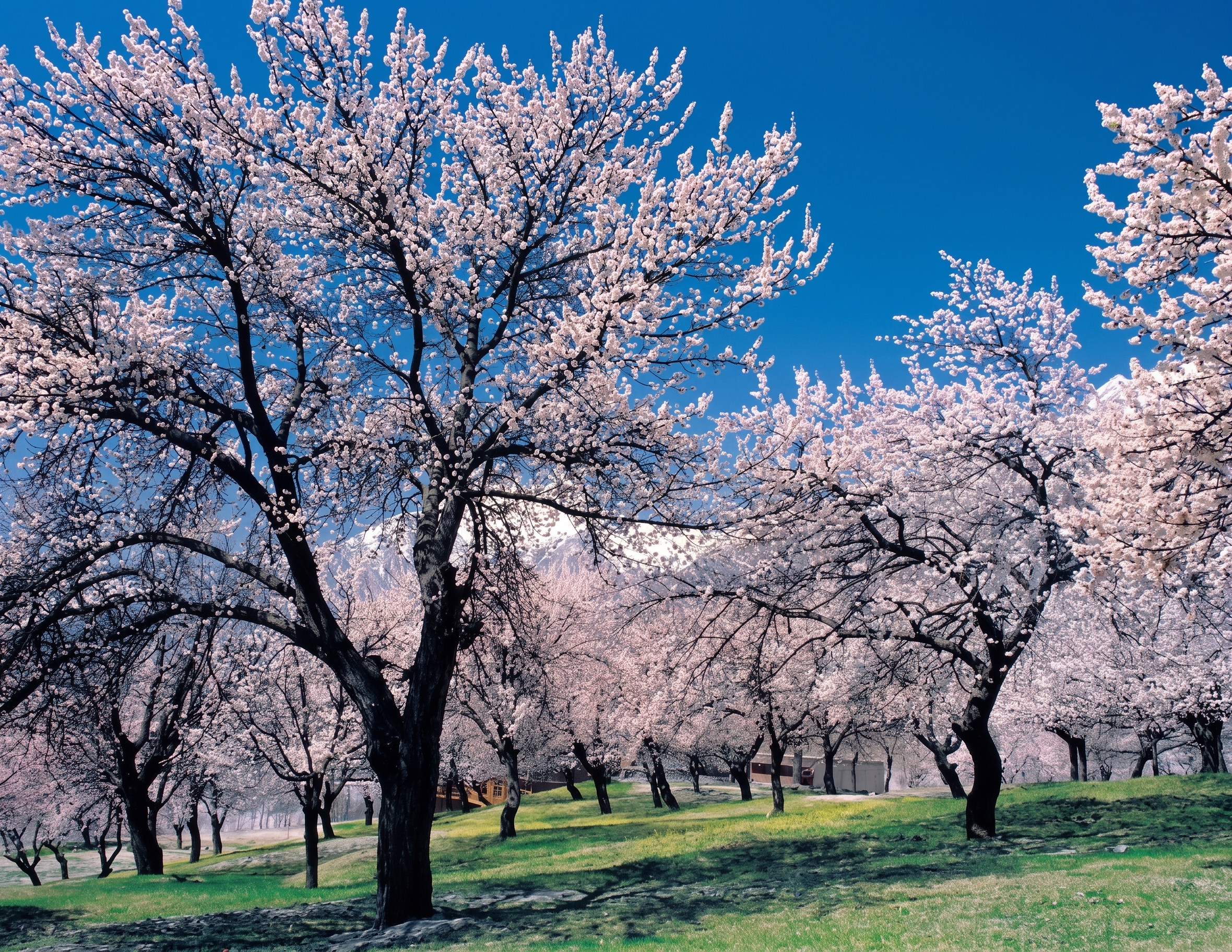 Hunza Valley Apricot Blossom and Orchards