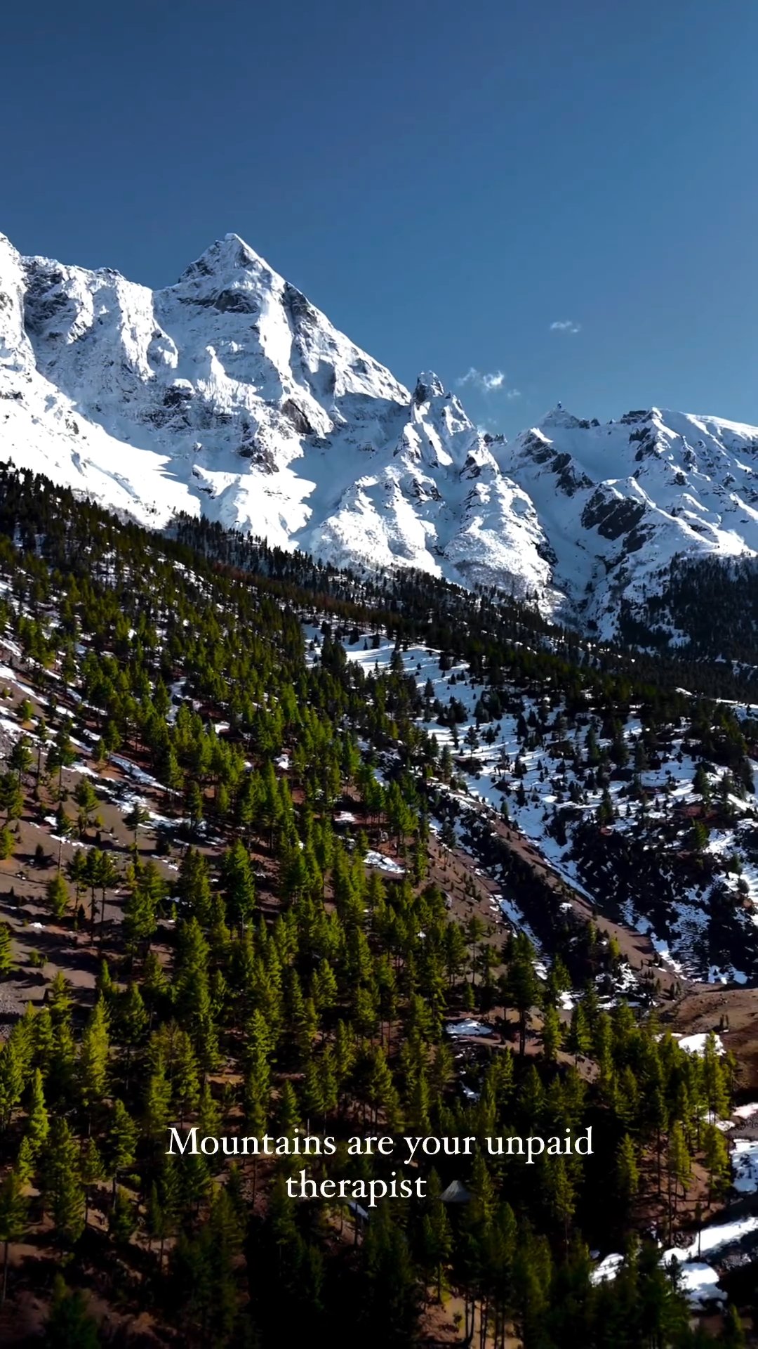 Alpine Forest Under Rakaposhi