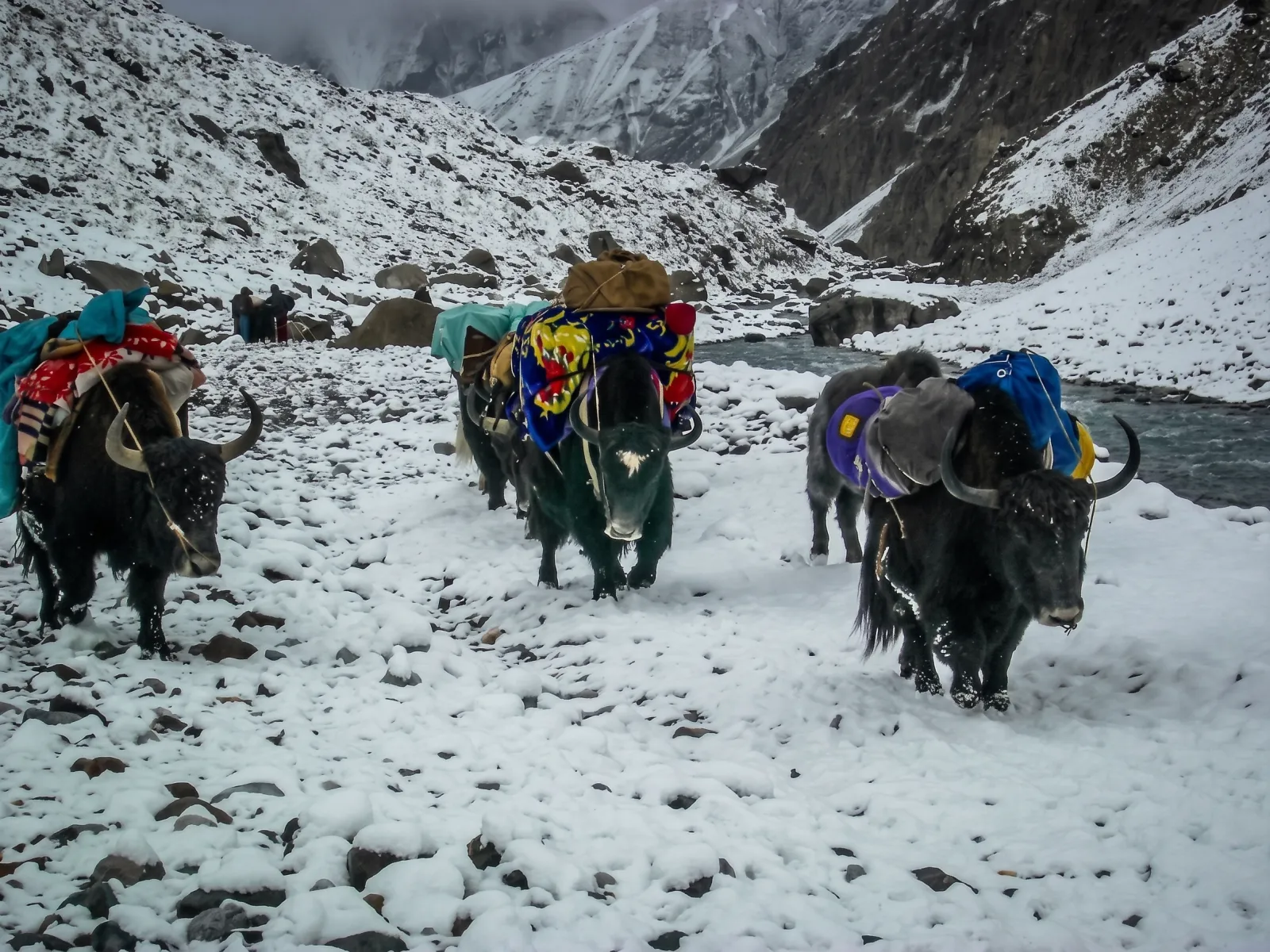 yak safari tours